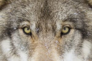 10 Tipps: Was tun, wenn dir beim Joggen ein Wolf begegnet?