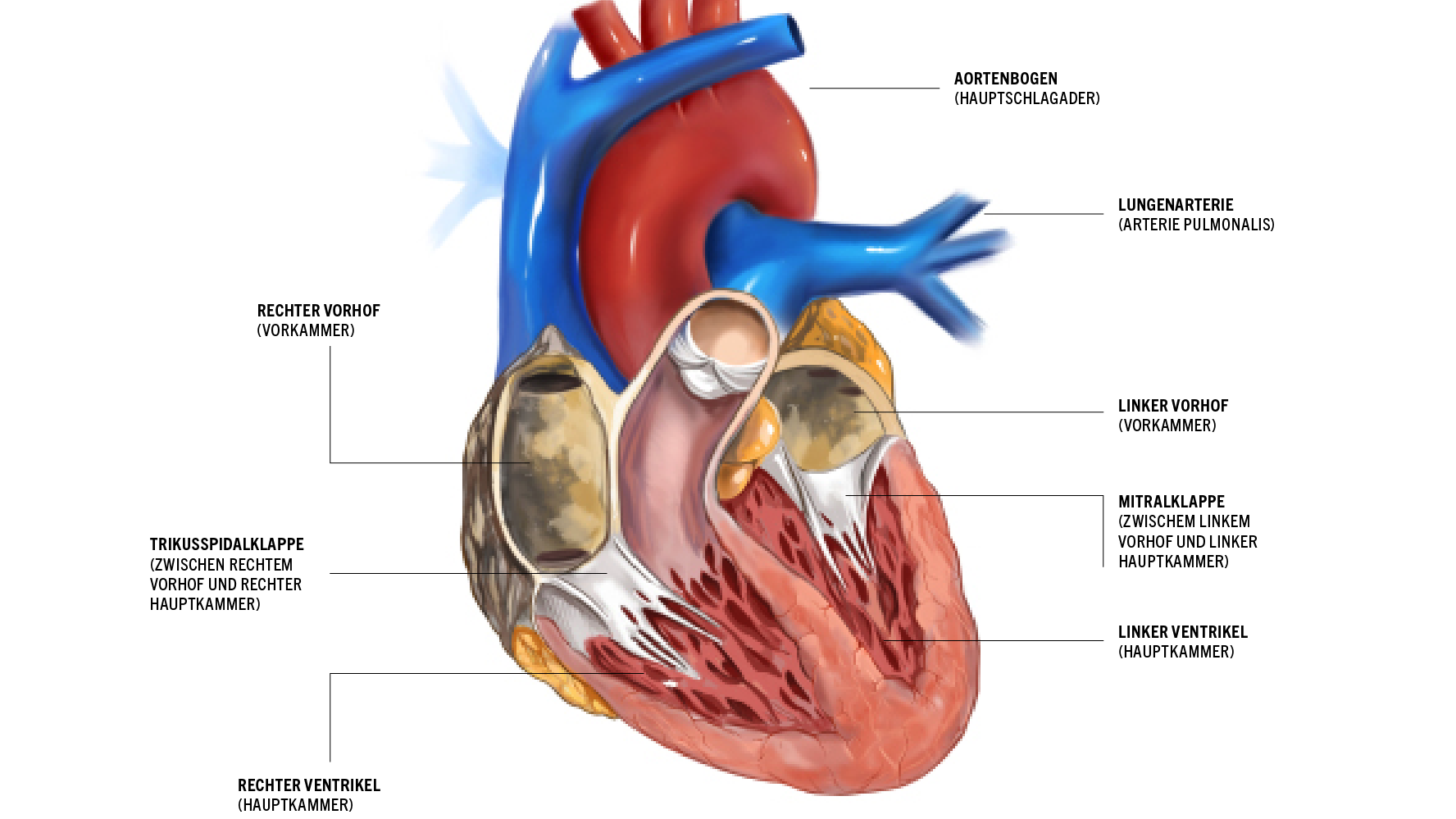 Das-Sportlerherz-Wie-Training-die-Pumpe-formt-und-ver-ndert