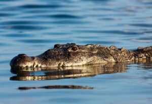 Beim Training auf der Wettkampfstrecke: US-Triathlet wehrt sich erfolgreich gegen Alligator