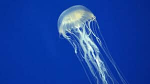 Würfelquallen nach Fahrplan: Die Biologie hinter dem verkürzten Hoala Swim