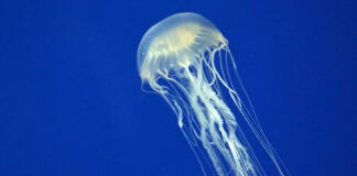 Würfelquallen nach Fahrplan: Die Biologie hinter dem verkürzten Hoala Swim